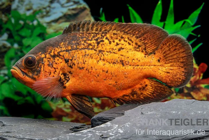 Pfauenaugenbuntbarsch "Smooth Red", Astronotus ocellatus "Smooth Red"
