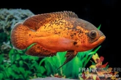 Pfauenaugenbuntbarsch "Smooth Red", Astronotus ocellatus "Smooth Red"