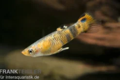 Pfauenaugenkärpfling, Micropoecilia picta