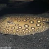 Pfauenaugen-Stechrochen, Potamotrygon motoro, R001, 20-25 cm