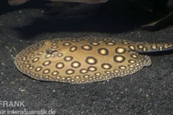 Pfauenaugen-Stechrochen, Potamotrygon motoro, R001, 20-25 cm