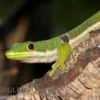 Pfauenaugentaggecko, Phelsuma quadriocellata