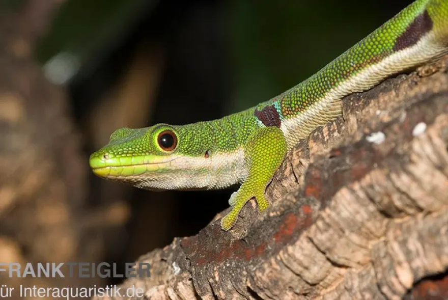 Pfauenaugentaggecko, Phelsuma quadriocellata