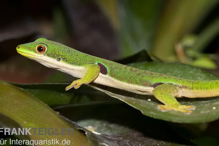 Pfauenaugentaggecko, Phelsuma quadriocellata