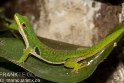 Pfauenaugentaggecko, Phelsuma quadriocellata