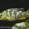 Pfauen-Maulbrüter, Nimbochromis venustus, DNZ (Giraffenbuntbarsch/Schläfer)