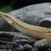 Pfauen-Stachelaal, Macrognathus siamensis