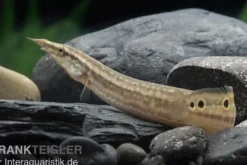 Pfauen-Stachelaal, Macrognathus siamensis
