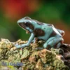 Pfeilgiftfrosch Birkhahn Bronze, Dendrobates auratus