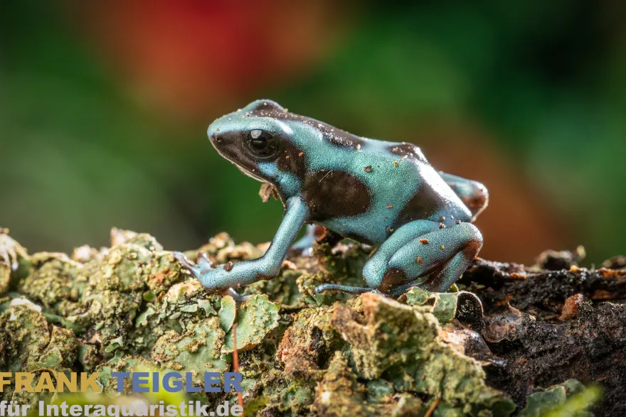 Pfeilgiftfrosch Birkhahn Bronze, Dendrobates auratus