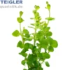 Pfennigkraut, Lysimachia nummularia, Topf
