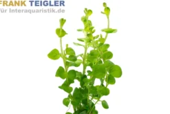 Pfennigkraut, Lysimachia nummularia, Topf