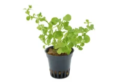 Pfennigkraut, Lysimachia nummularia, Topf