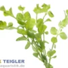 Pfennigkraut, Lysimachia nummularia, Bund