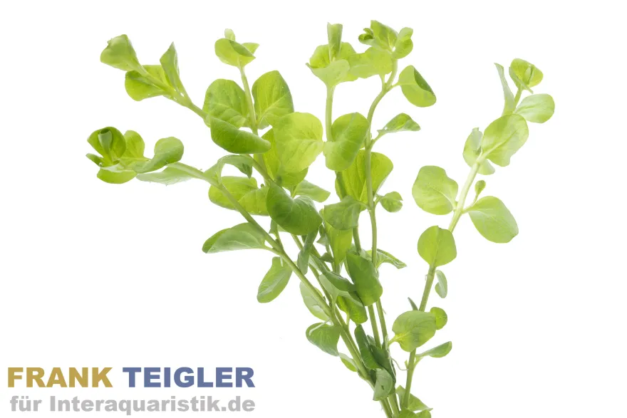 Pfennigkraut, Lysimachia nummularia, Bund
