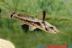 Pferdekopf-Antennenwels, Goeldiella eques, 6-9 cm