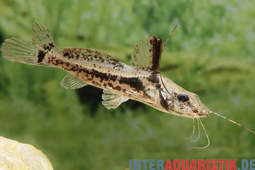 Pferdekopf-Antennenwels, Goeldiella eques, 6-9 cm