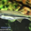 Pferdemaulzacco, Candidia barbata, 5-7 cm (Kaltwasser & Warmwasser)