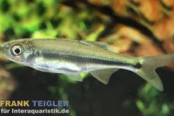 Pferdemaulzacco, Candidia barbata, 5-7 cm (Kaltwasser & Warmwasser)