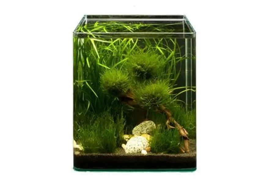 Pflanzensortiment Biosphere Cube für 30 l Nano-Aquarium, Aquarienpflanzen-Set