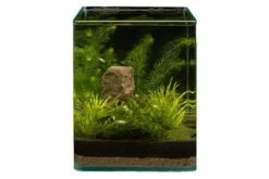 Pflanzensortiment Blyxa Cube für 10 l Nano-Aquarium, Aquarienpflanzen-Set
