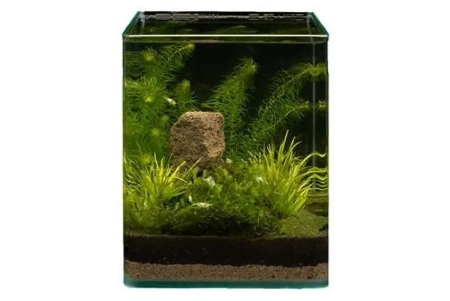 Pflanzensortiment Blyxa Cube für 10 l Nano-Aquarium, Aquarienpflanzen-Set
