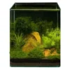Pflanzensortiment Driftwood Cube für 30 l Nano-Aquarium, Aquarienpflanzen-Set