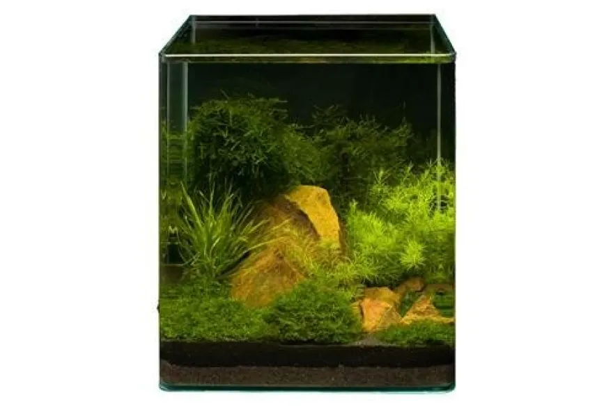 Pflanzensortiment Driftwood Cube für 30 l Nano-Aquarium, Aquarienpflanzen-Set