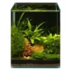 Pflanzensortiment Microsorum Cube für 20 l Nano-Aquarium, Aquarienpflanzen-Set