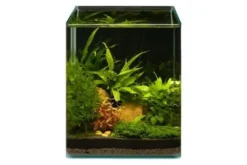 Pflanzensortiment Microsorum Cube für 20 l Nano-Aquarium, Aquarienpflanzen-Set