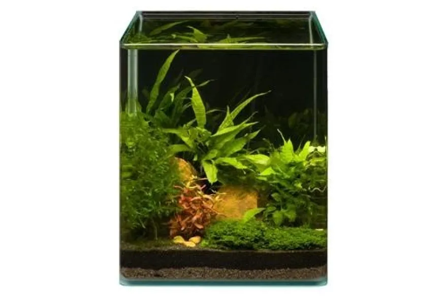 Pflanzensortiment Microsorum Cube für 20 l Nano-Aquarium, Aquarienpflanzen-Set