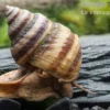 Pianoschnecke, Taia naticoides