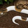 Pied-Königspython, Python regius