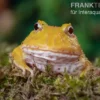 Pikachu-Pacman-Frog, Ceratophrys cranwelli Pikachu