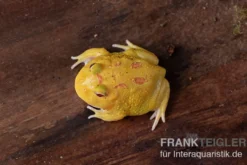 Pikachu-Pacman-Frog, Ceratophrys cranwelli Pikachu