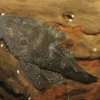 Pimental-Antennenwels, L213, Ancistrus sp.