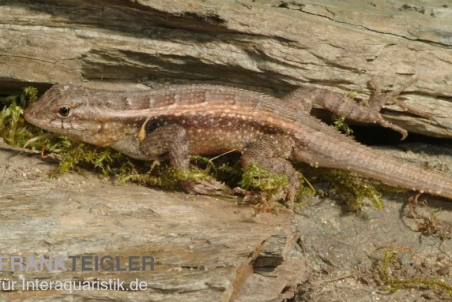 Pinkbauch-Stachelleguan, Sceloporus variabilis, Ohne Geschlechtsauswahl