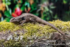 Pinkbauch-Stachelleguan, Sceloporus variabilis, Ohne Geschlechtsauswahl