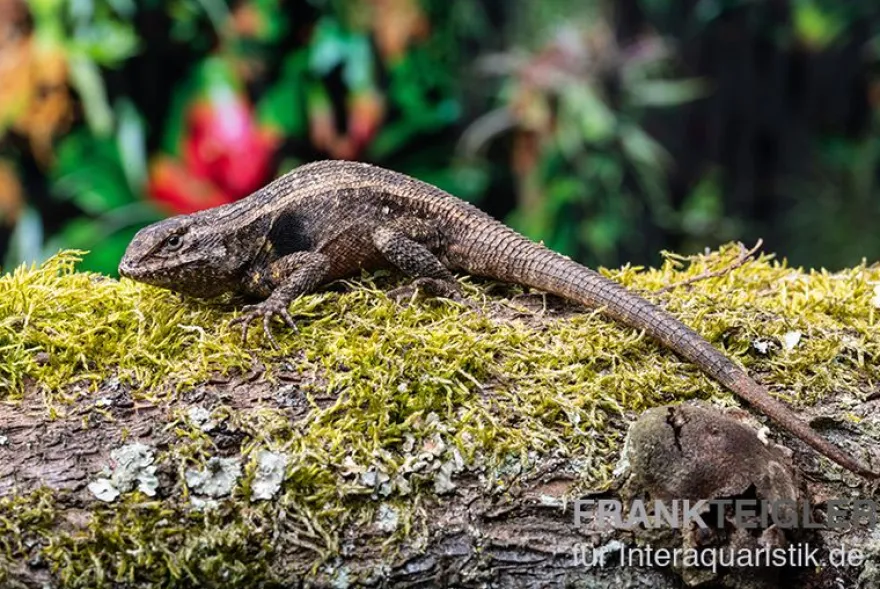 Pinkbauch-Stachelleguan, Sceloporus variabilis, Ohne Geschlechtsauswahl