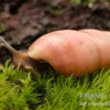 Pinke Hausschnecke, Limicolaria sp. "Pink"