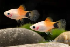 Pinker Mickey Mouse Ananas Platy, Xiphophorus maculatus