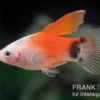 Pinker Mickey Mouse Platy Hochflosse, Xiphophorus maculatus