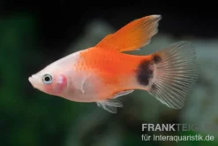 Pinker Mickey Mouse Platy Hochflosse, Xiphophorus maculatus
