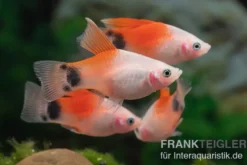 Pinker Mickey Mouse Platy Hochflosse, Xiphophorus maculatus