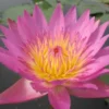 Pinke Seerose, Nymphaea tropical pink