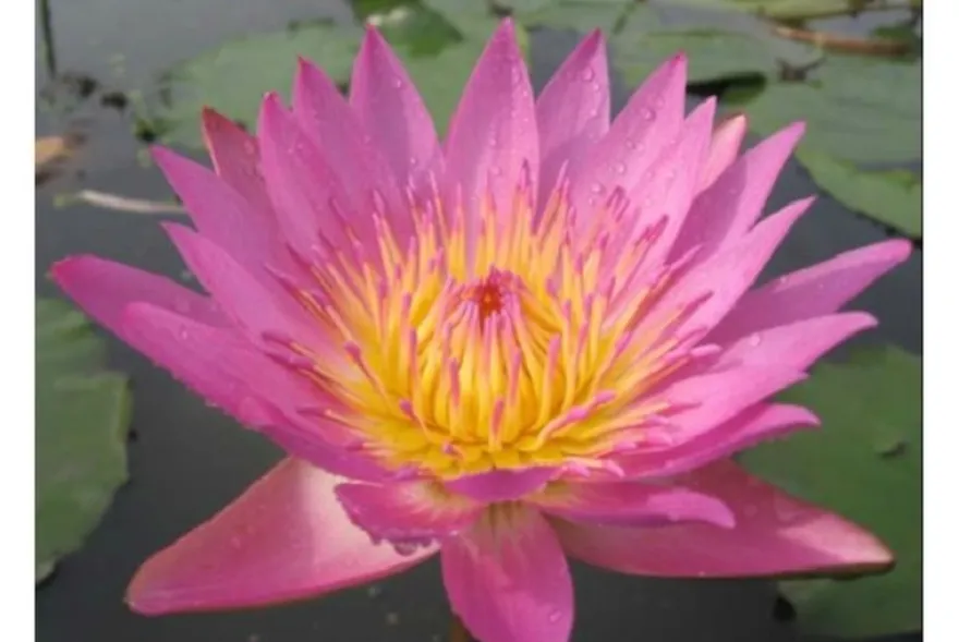 Pinke Seerose, Nymphaea tropical pink
