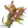 Pinkes Papageienblatt, Althernanthera rosaefolia, Bund