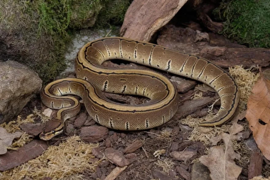 Pinstripe-Königspython, Python regius