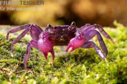Pitaya-Vampirkrabbe Geosesarma sp., Zufällig ausgewählt