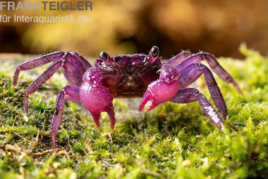 Pitaya-Vampirkrabbe Geosesarma sp., Zufällig ausgewählt